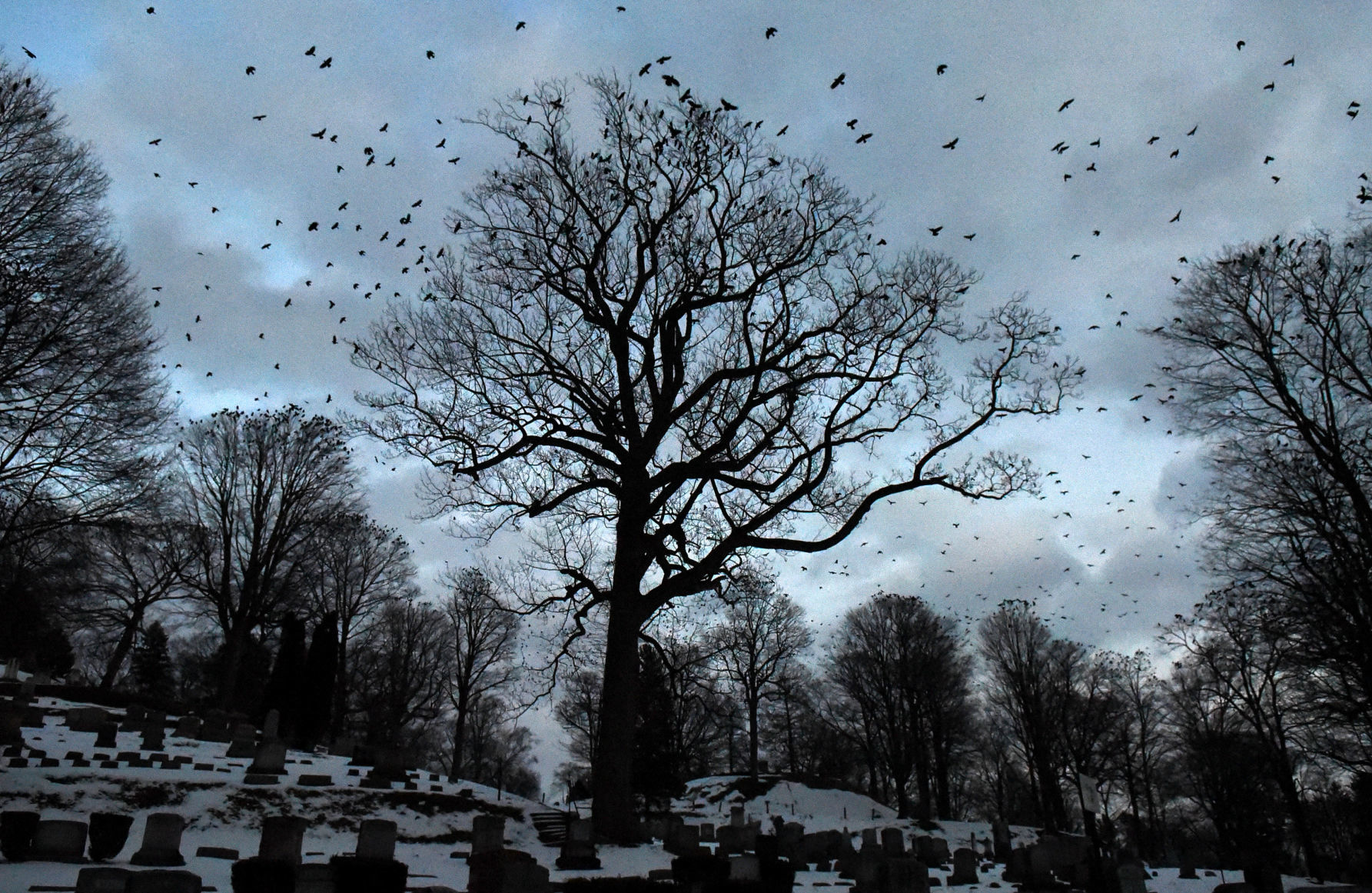 Crows